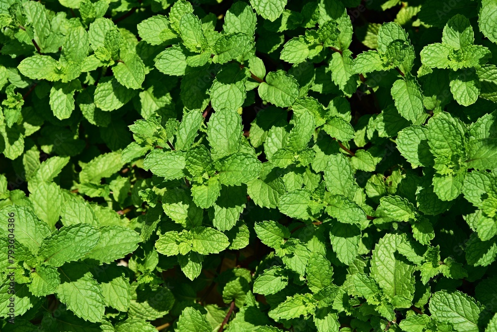 Fototapeta premium a bush of fresh mint leaves
