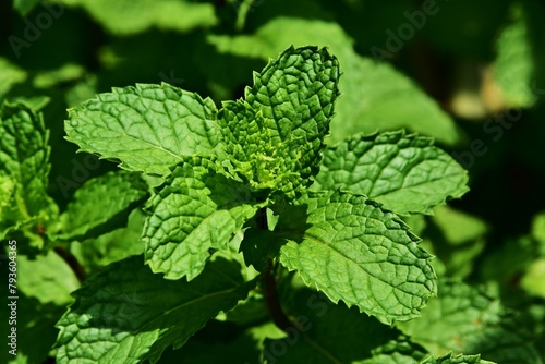 a bush of fresh mint leaves