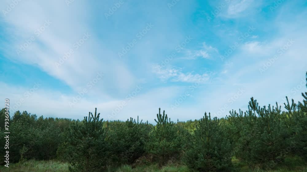 Timelapse of the blue skies hovering above the coniferous trees in Thetford forest in the outskirts of England, in United Kingdom. Timelapse of the blue skies hovering above the coniferous trees in Thetford forest in the outskirts of England, in United Kingdom.