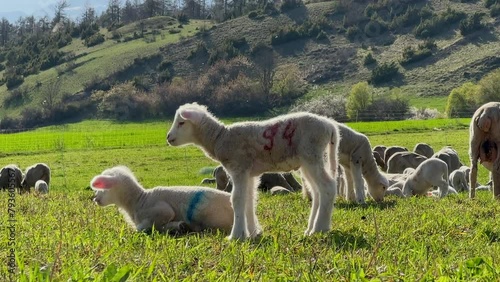 Shot Cute Babies Lamb Grass Field Sunny Landscape photo