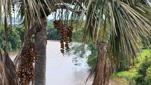 fruits of the buriti palm tree photo