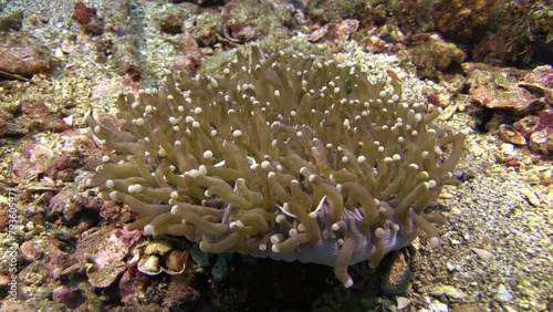 Mushroom coral with mushroom coral pipefish wiggling between its tentacles. Medium camera shot showing the whole coral and surrounding seabed with sand and some pebbles. photo