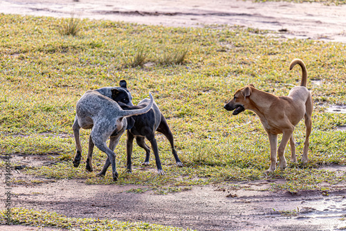 Fototapeta Naklejka Na Ścianę i Meble -  Dogs animals playing in the field