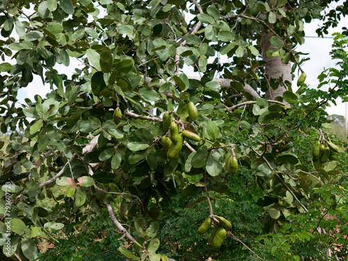 Plant Stinkingtoe Tree photo