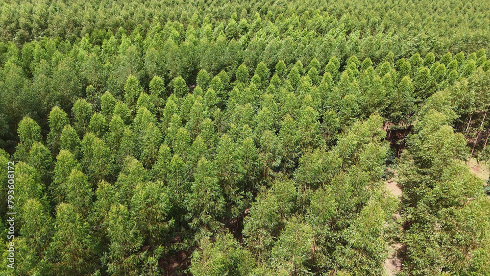 cultivation of eucalyptus trees cultivation of eucalyptus trees