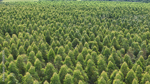 cultivation of eucalyptus trees