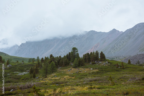Atmospheric mountain landscape with sparse coniferous trees among lush flora in alpine valley in rainy weather. Dramatic view to open conifer forest and thickets on green hill under grey cloudy sky.