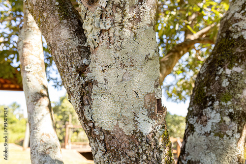 Fototapeta Naklejka Na Ścianę i Meble -  White Common Lichens on a Tree Trunk
