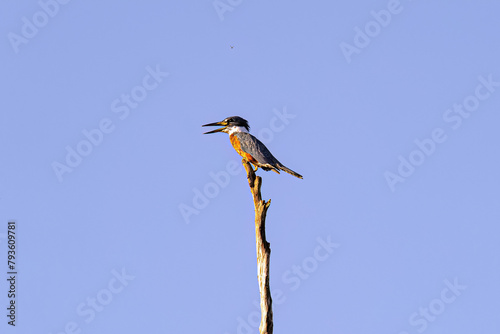 Animal Ringed Kingfisher Bird photo