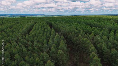 cultivation of eucalyptus trees