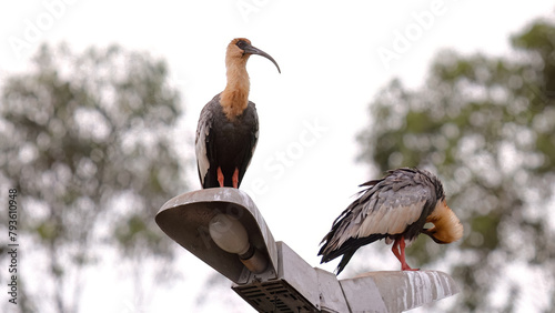 Buff necked Ibis Animals