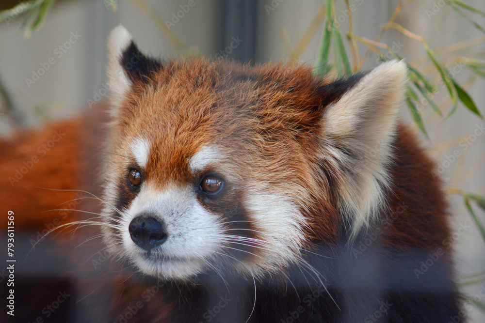 Naklejka premium 動物園のレッサーパンダ