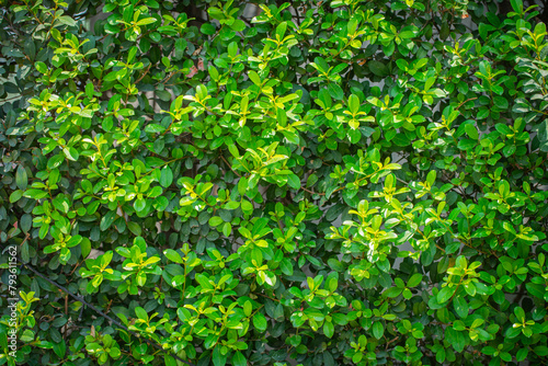 green leaves background