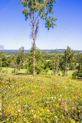 Wildflowers in bloom on a meadow and a beautiful landscape view