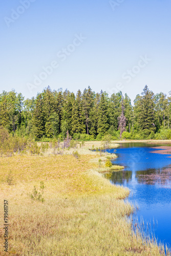 Lake at a bog in a forest