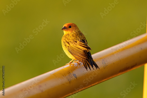 Male Saffron Finch Bird photo