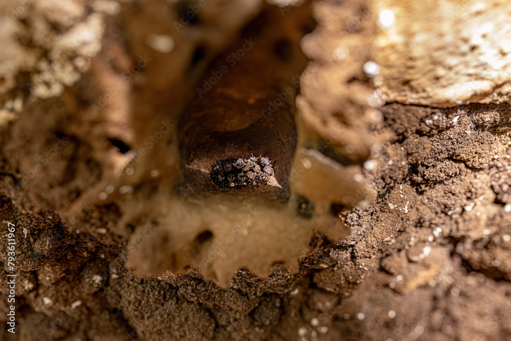 Stingless Bees Insects Colony Hive
