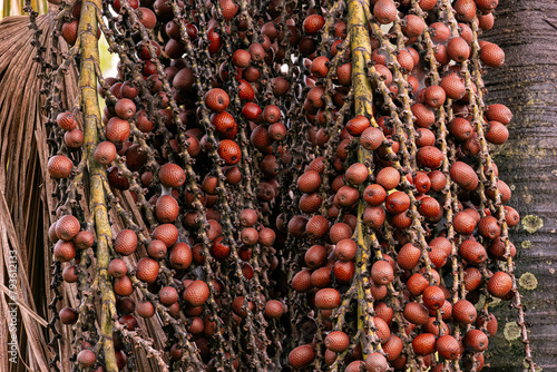 fruits of the buriti palm tree photo