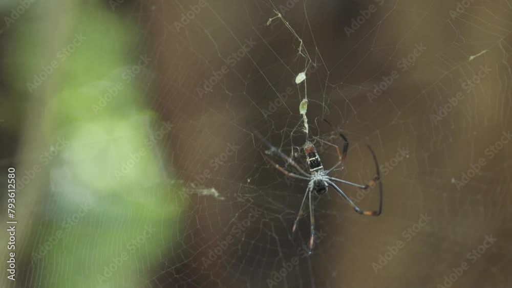 Madagascan orb spider called Nephila inaurata madagascariensis moves through its net attached to a tree. Wood and green in background. Close-up shot.