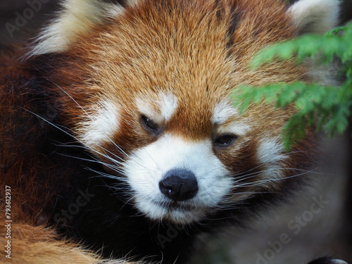 動物園のレッサーパンダ