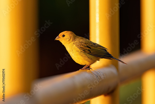 Male Saffron Finch Bird photo