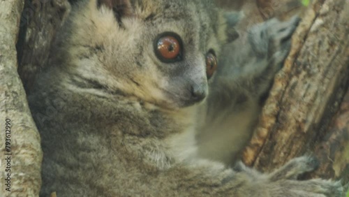 Sportive lemur observes surroundings during the day from a branch hole. Close-up camera shot showing head and hands holding on to the tree. photo