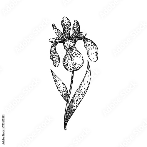 spring iris hand drawn. colorful fragrant, iris botanical, perennial vibrant spring iris vector sketch. isolated black illustration