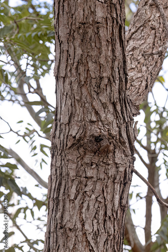 Pekea Nut Tree Trunk