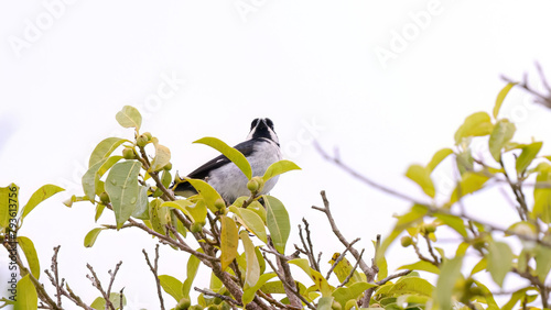 Lined Seedeater Bird photo