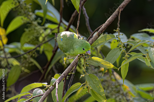 Animal Male Cobalt rumped Parrotlet Bird photo