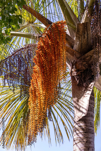 male flowers of the buriti palm tree