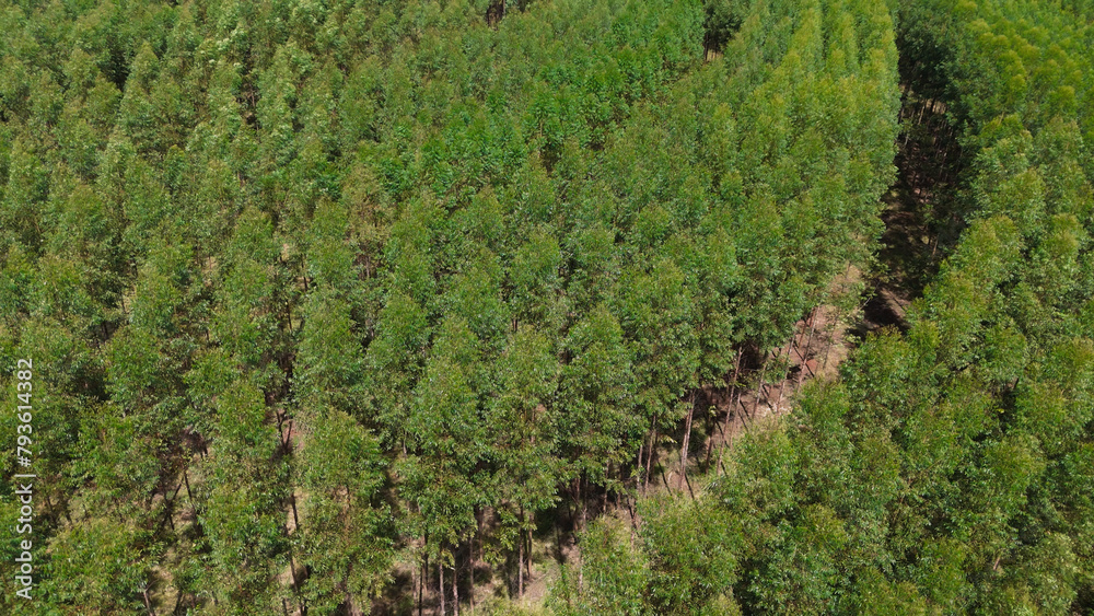 cultivation of eucalyptus trees cultivation of eucalyptus trees