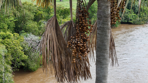 fruits of the buriti palm tree photo