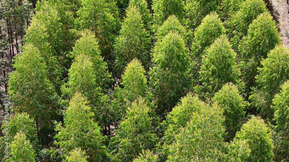 cultivation of eucalyptus trees cultivation of eucalyptus trees