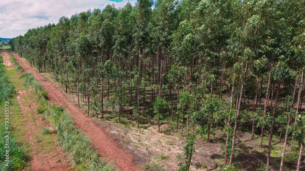 Fototapeta premium cultivation of eucalyptus trees