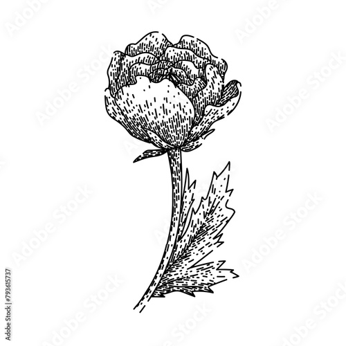 petals ranunculus hand drawn. colors garden, spring summer, perennial vibrant petals ranunculus vector sketch. isolated black illustration