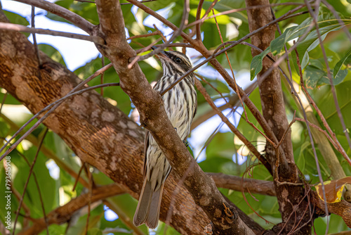 Streaked Flycatcher Bird