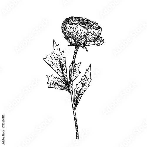 garden ranunculus hand drawn. spring summer, perennial vibrant, delicate beauty garden ranunculus vector sketch. isolated black illustration