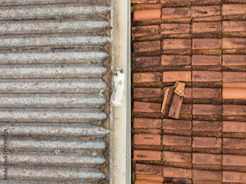 cat on house roof