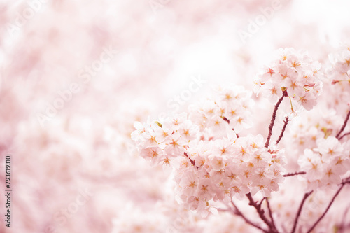 満開の桜　ソメイヨシノ　背景素材 (ID: 793619310)