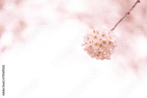 満開の桜　ソメイヨシノ　背景素材 (ID: 793619362)