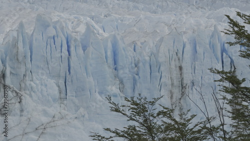Gentle Tree Branches Swaying Before Majestic Glacier Front © F.C.G.