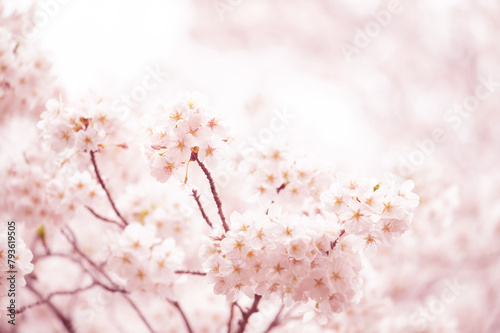 満開の桜　ソメイヨシノ　背景素材 (ID: 793619505)