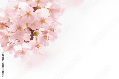 満開の桜　ソメイヨシノ　背景素材 (ID: 793619586)