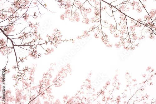 満開の桜　ソメイヨシノ　背景素材 photo