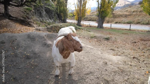 A curious and hungry adult goat, expecting food on a rural farm in a remote and mountainious area by a country road. Concept of livestock animals in New Zealand. photo