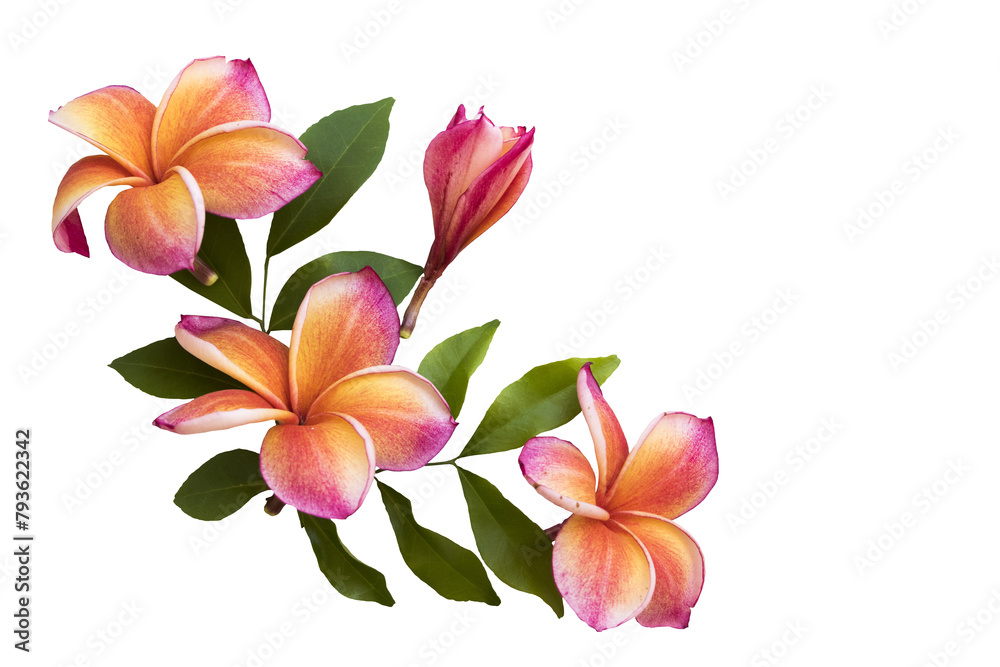 red flowers frangipani colorful local flora arrangement flat lay postcard style 