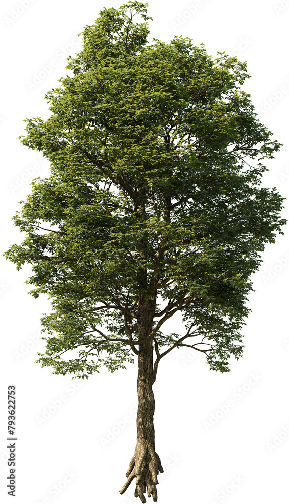 Tree, Summer Tree, Green Tree, Tree in Transparent Background, PNG, Cutout, Overlays Tree, Summer Tree, Green Tree, Tree in Transparent Background, PNG, Cutout, Overlays