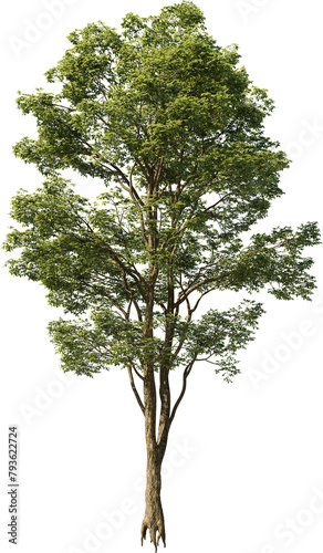Tree  Summer Tree  Green Tree  Tree in Transparent Background  PNG  Cutout  Overlays