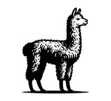 alpaca hand drawn illustration vector graphic	